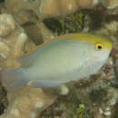 Image of Yellowhead damselfish