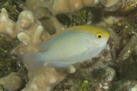 Image of Yellowhead damselfish