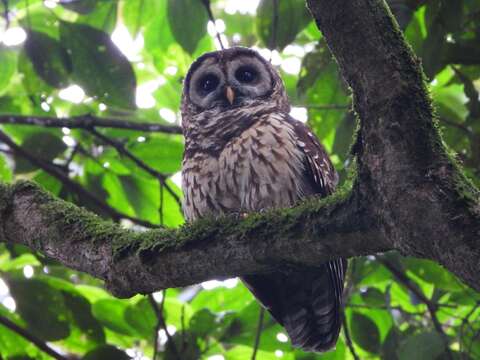 صورة Strix fulvescens (Sclater, PL & Salvin 1868)