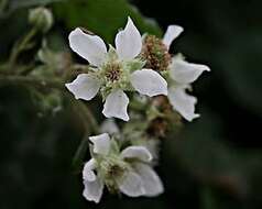 Image of Rubus insectifolius Lefev. & P. J. Müll.