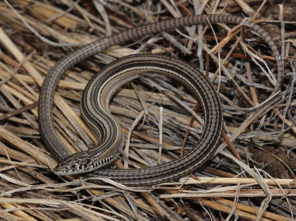 Image of Longtail Whip Lizard