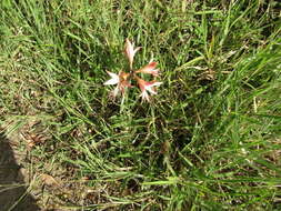 Слика од Hippeastrum stylosum Herb.