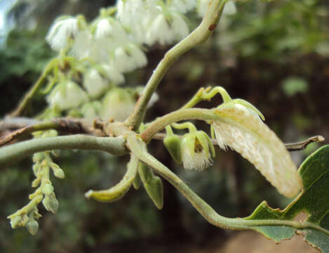 Image of Elaeocarpus serratus L.