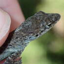 Image of Ruthven's Anole