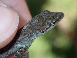 Anolis bonairensis Ruthven 1923 resmi