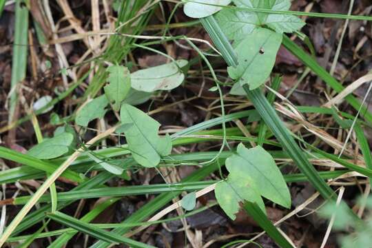 Image of Trigonotis radicans (Turcz.) Stev.