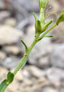 Linum pallasianum Schultes resmi