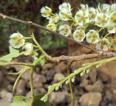 Image of Elaeocarpus serratus L.