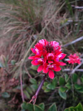 Image of Epidendrum holstii