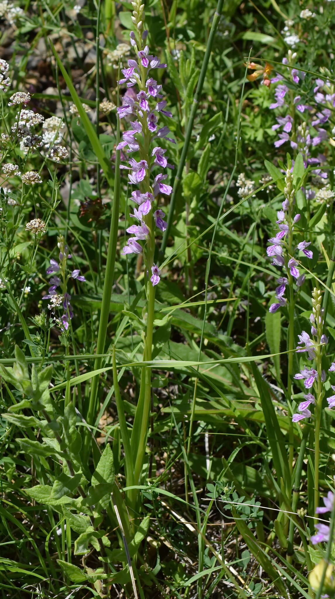 Image de Dactylorhiza iberica (M. Bieb. ex Willd.) Soó