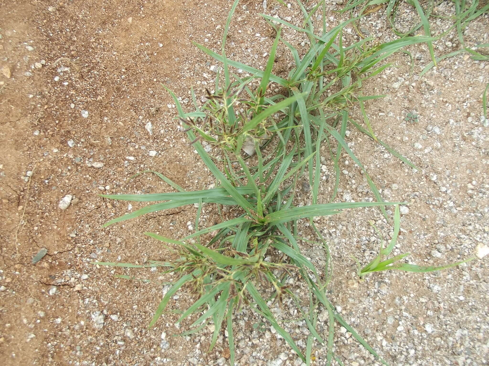 Imagem de Cyperus rotundus L.