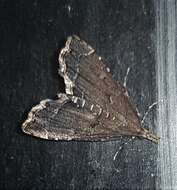 صورة Diplopseustis perieresalis Walker 1859