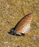 Graphium ramaceus (Westwood 1872) resmi