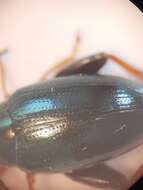 Image of Cabbage-stem flea beetle