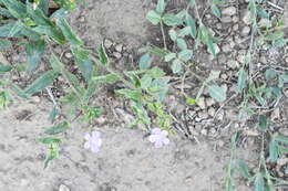 Image of Priva grandiflora (Ortega) Moldenke