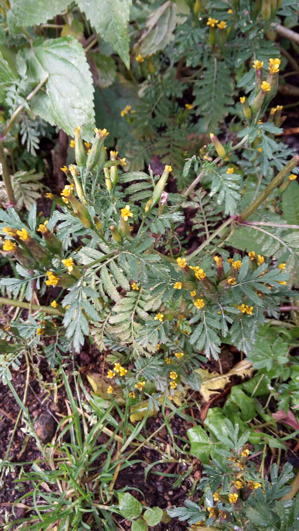 Слика од Tagetes foetidissima Hort. ex DC.