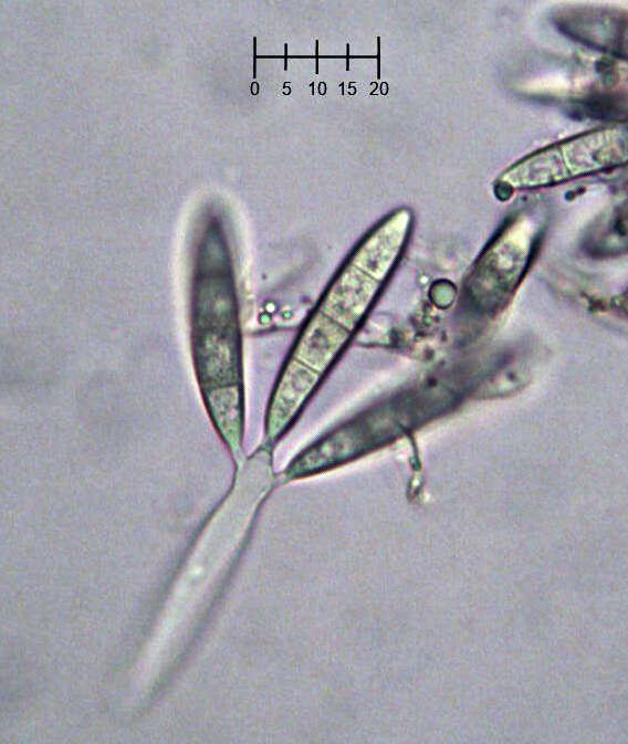 Image of Arthrosporium candidum (Schwein.) S. Hughes 1958