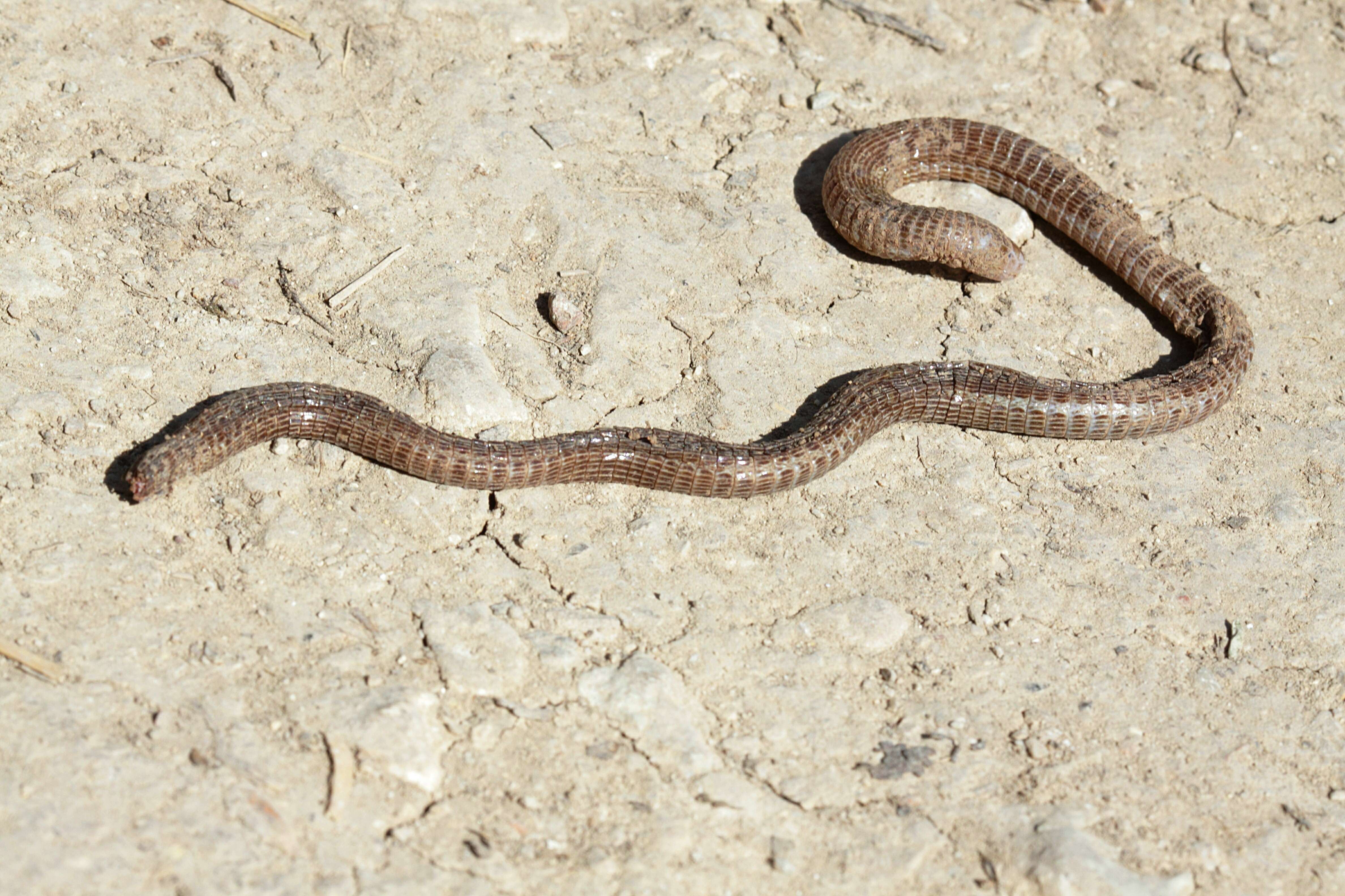 Image of Iberian Worm Lizard