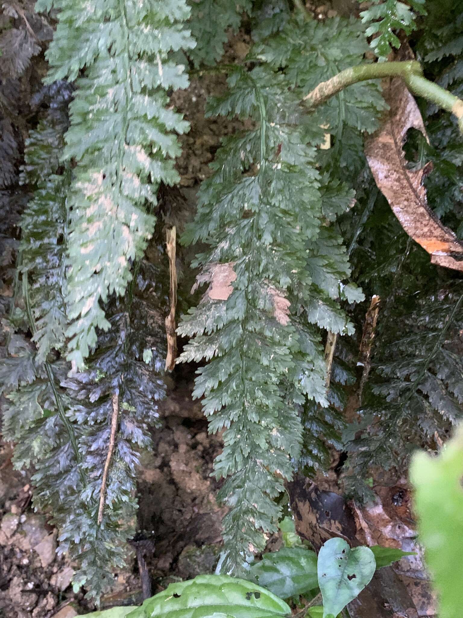 Слика од Vandenboschia striata (D. Don) Ebihara