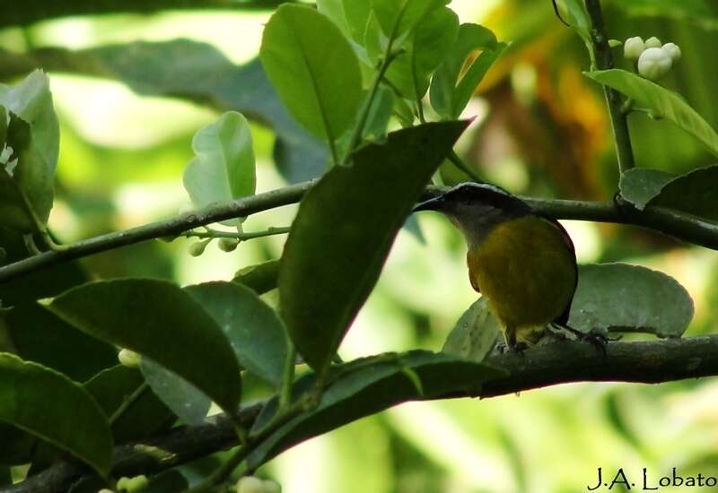 صورة Coereba flaveola mexicana (Sclater & PL 1857)