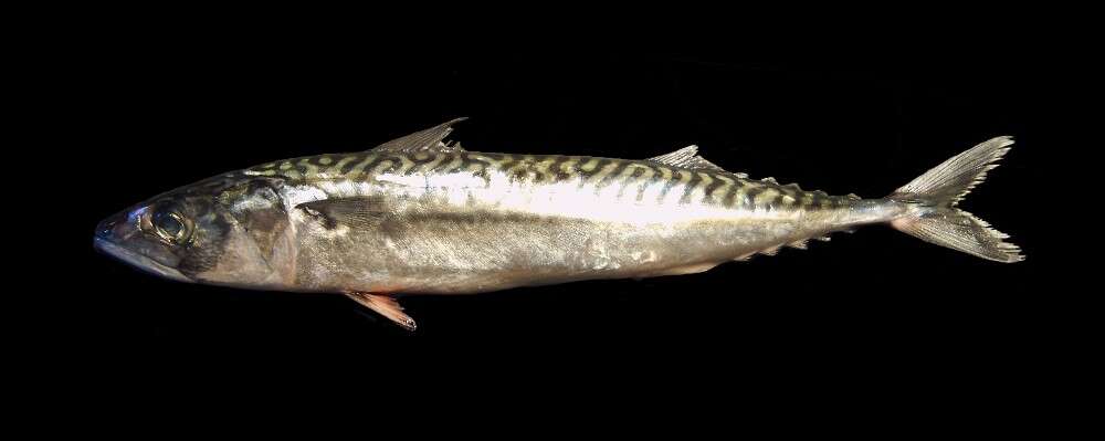 Image of Atlantic Mackerel