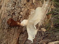 Image of Aspropaxillus