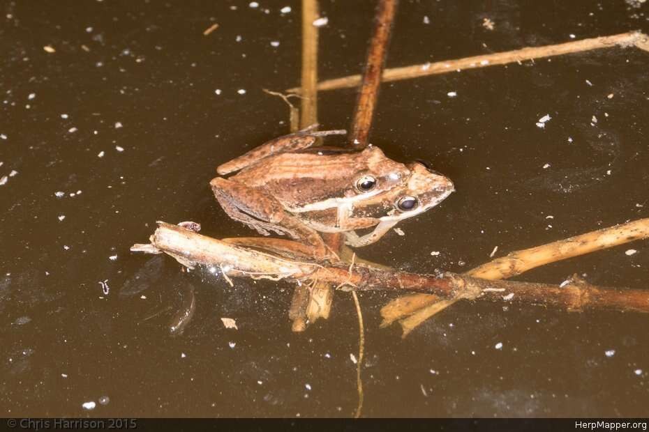 Image of Javelin Frog