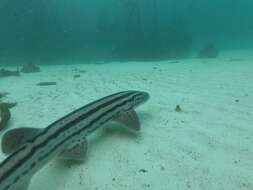 Image of Pyjama Shark