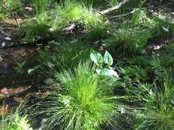 Image of prickly bog sedge