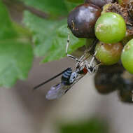 Image of Parasitoid wasp