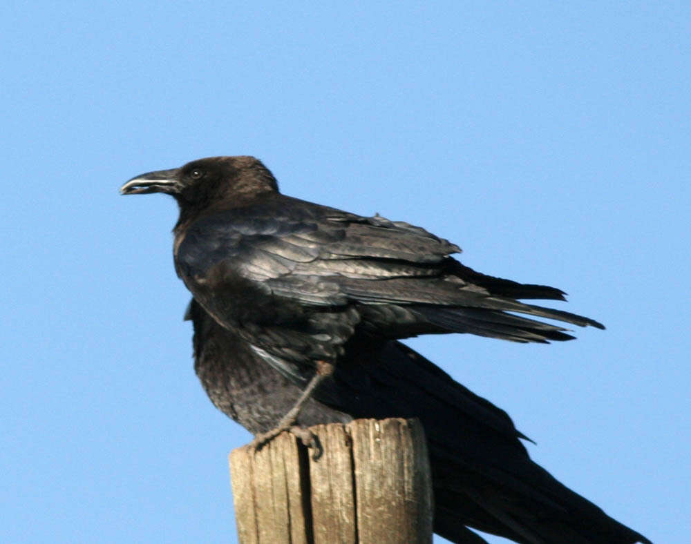 Image of Somali Crow or Dwarf Raven