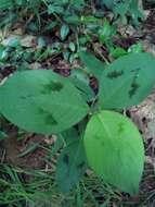 Sivun Persicaria filiformis (Thunb.) Nakai kuva