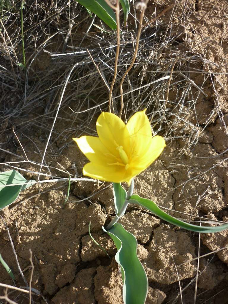 Image of Tulipa suaveolens Roth