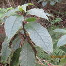 Phytolacca sandwicensis Endl.的圖片