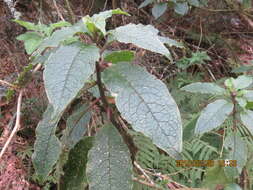 Image of Hawai'i pokeweed