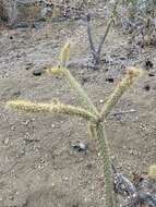 Image of Cylindropuntia alcahes var. burrageana (Britton & Rose) Rebman