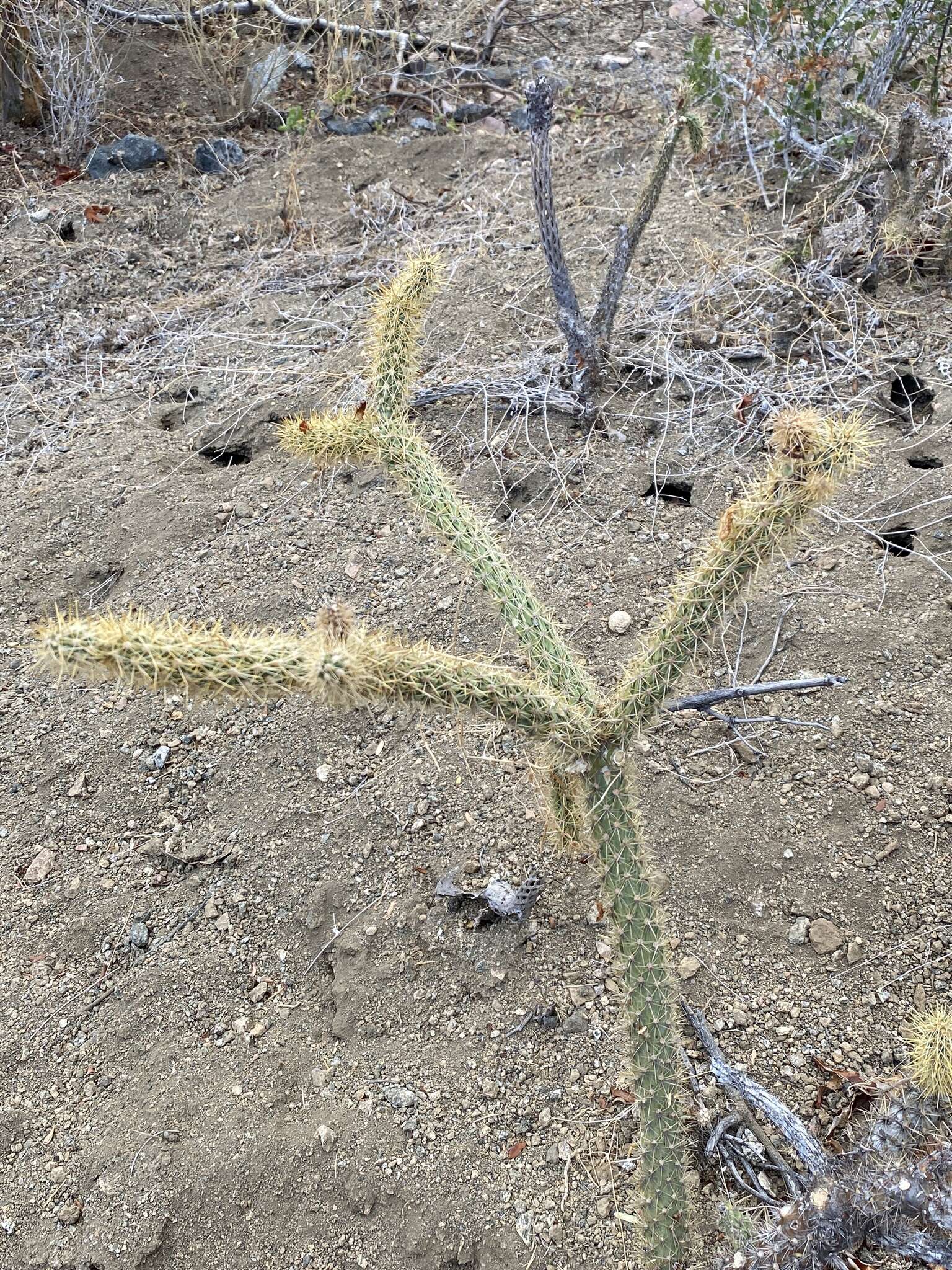 Image of Cylindropuntia alcahes var. burrageana (Britton & Rose) Rebman