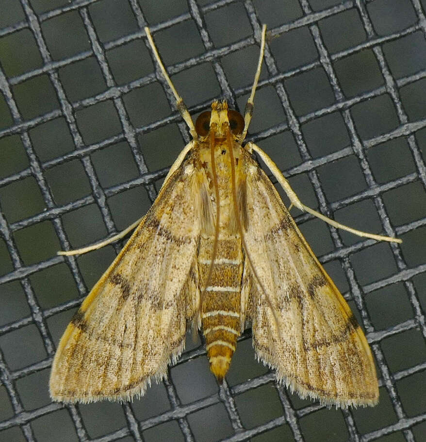 Image of Bean-leaf Webworm Moth