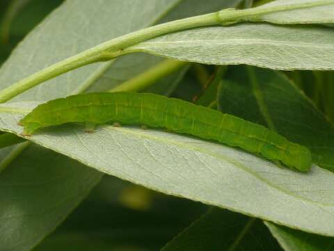 صورة Scoliopteryx Germar 1810