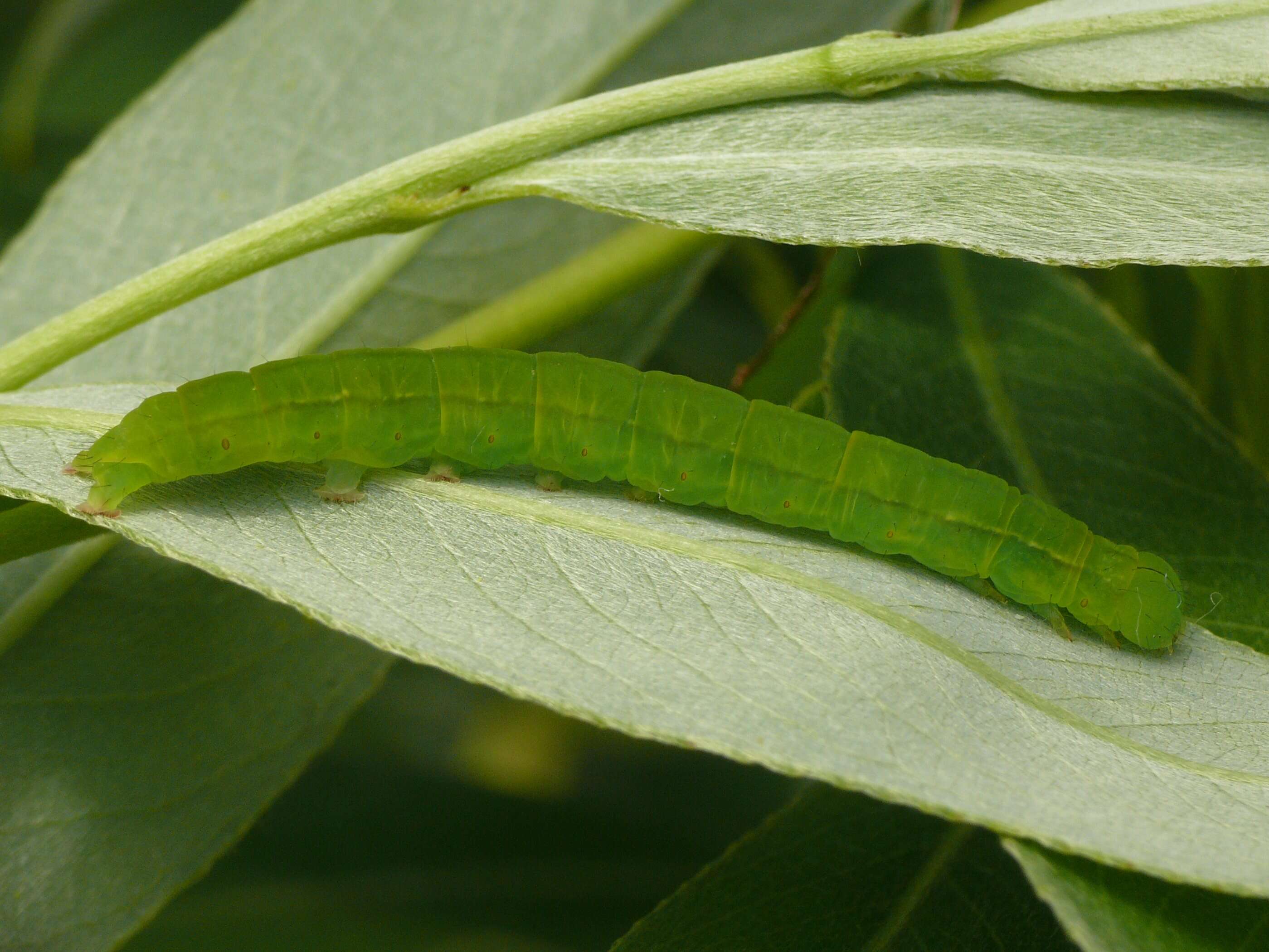 Image of Scoliopteryx Germar 1810