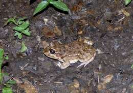 Слика од Leptodactylus bufonius Boulenger 1894