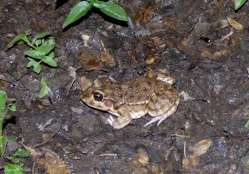 Image of Leptodactylus bufonius Boulenger 1894