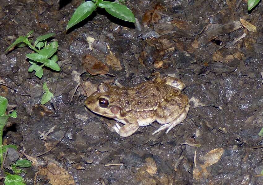 Слика од Leptodactylus bufonius Boulenger 1894