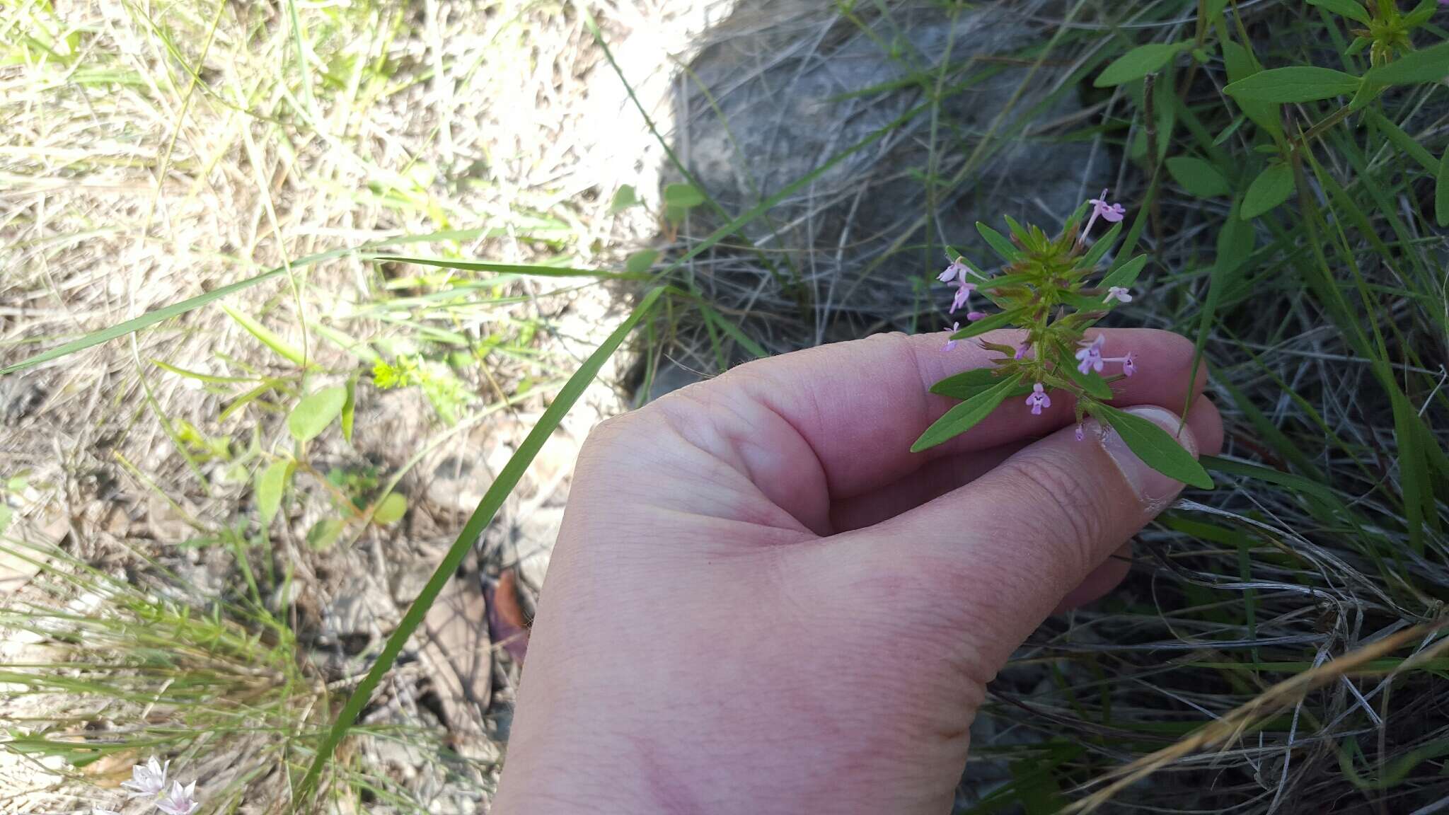 Image of slender false pennyroyal