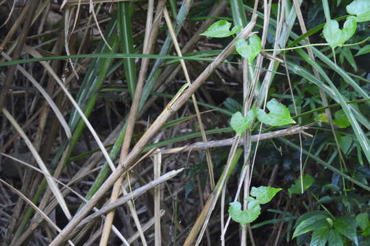 Image of Koshun Grass Lizard