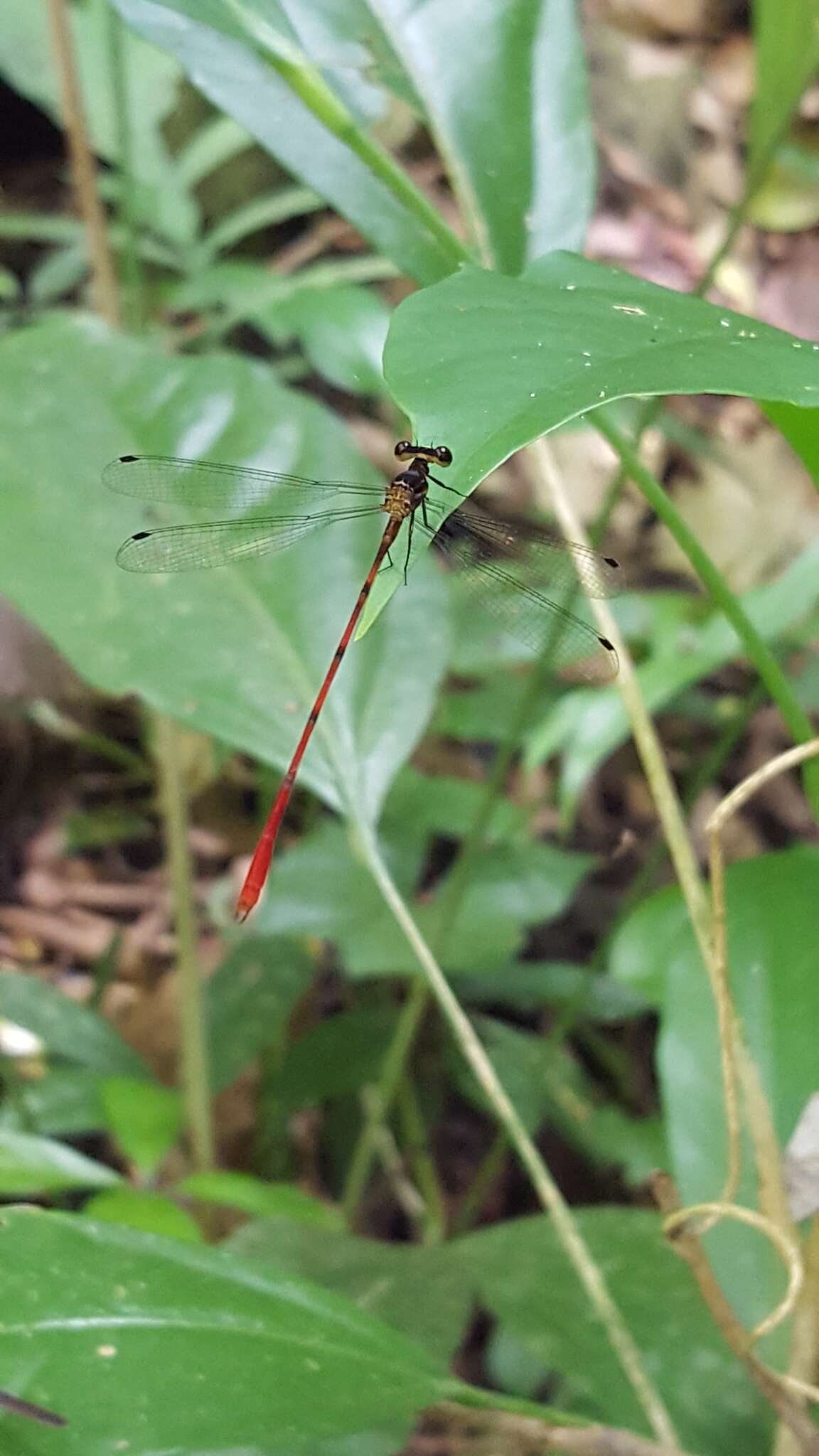 Image of Heteragrion albifrons Ris 1918