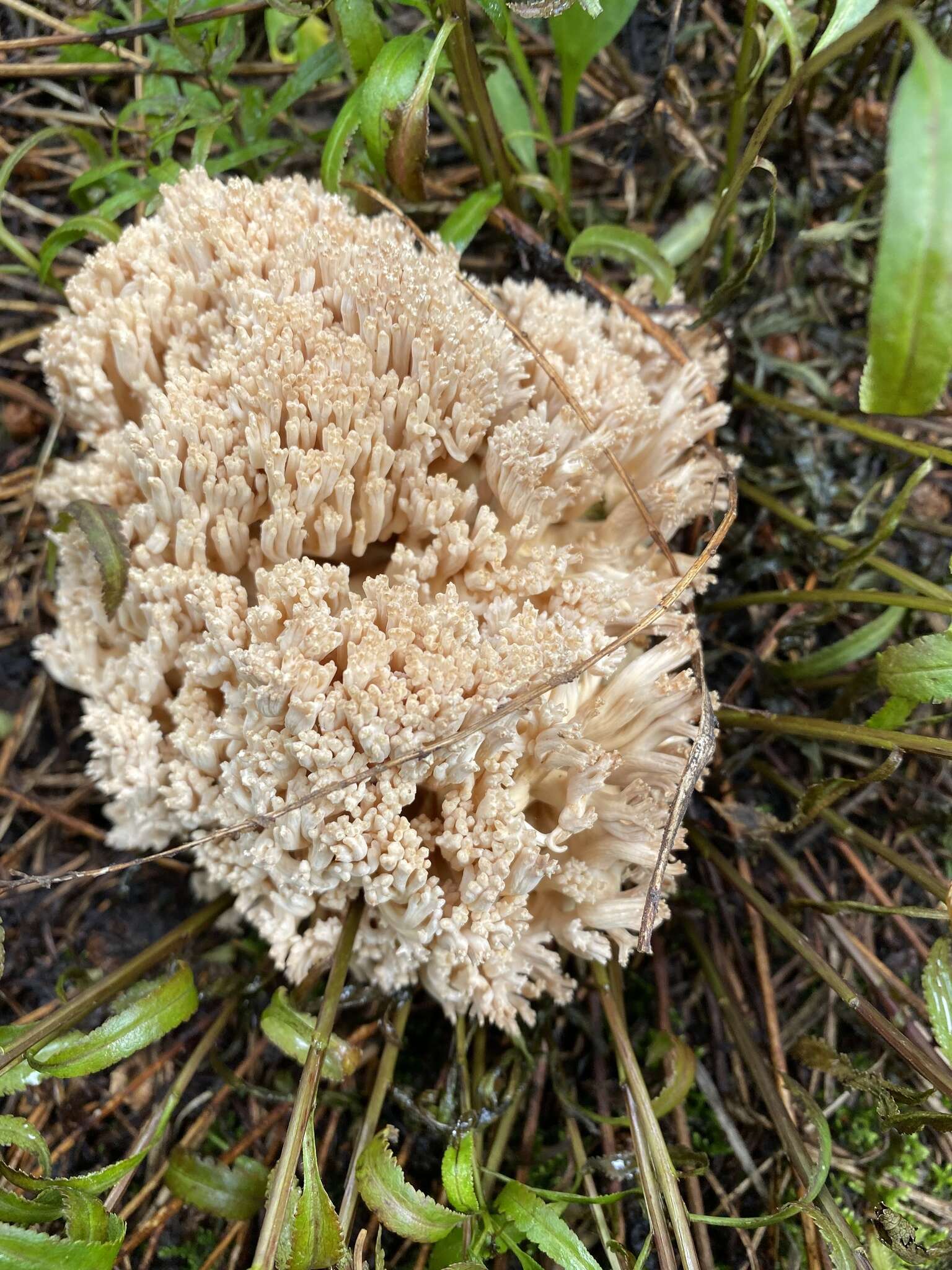 Image de Ramaria acrisiccescens Marr & D. E. Stuntz 1974