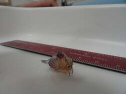 Image of monstrous gamba prawn