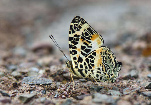 Image of Himalayan jester