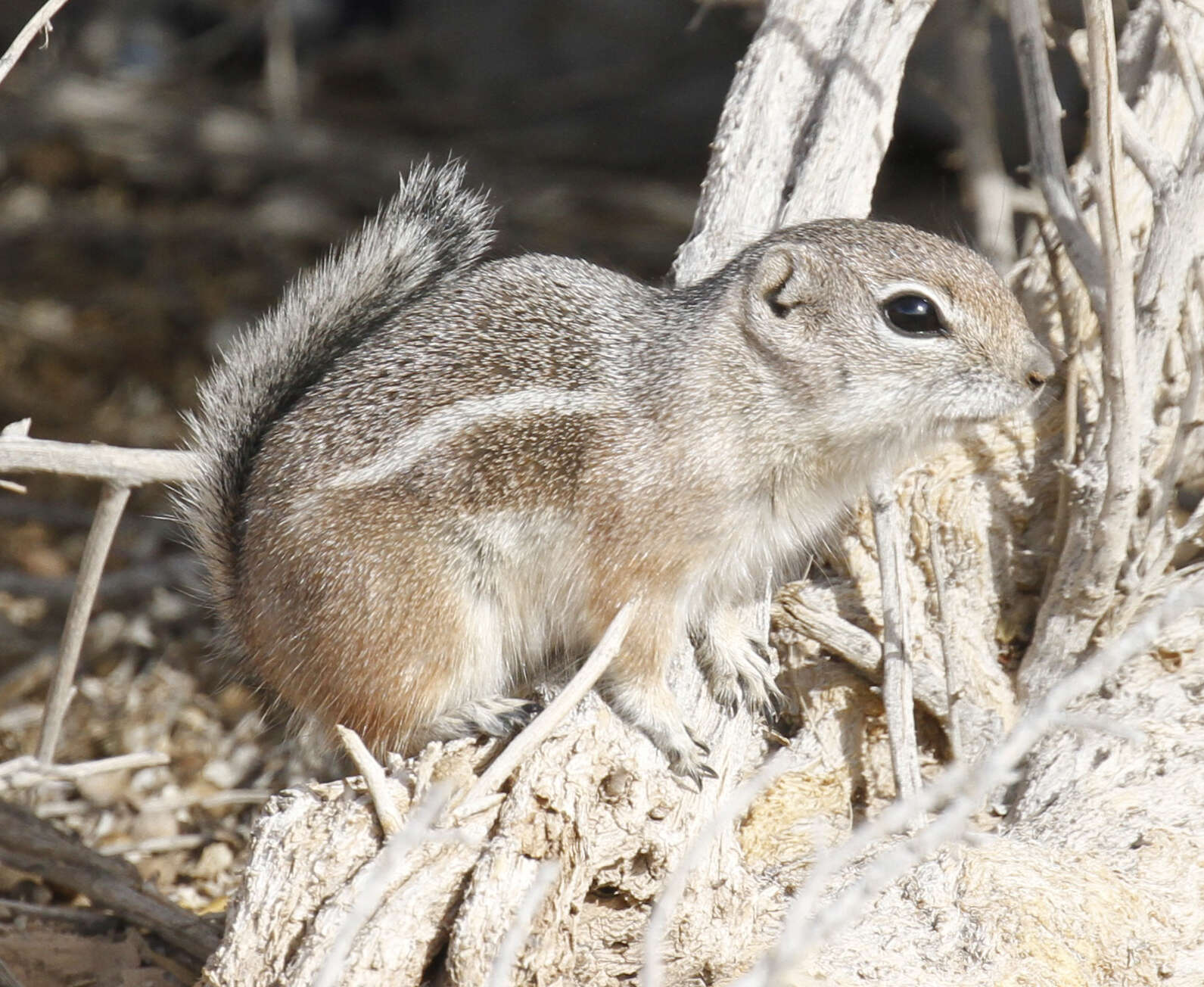 Image of white-tailed antelope squirrel